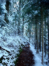 Trail to Annette Lake