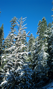 Trail to Annette Lake