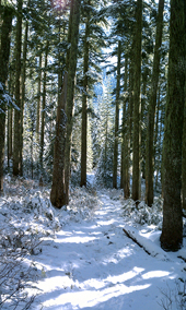 Trail to Annette Lake