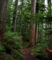 Asahel Curtis Nature Trail