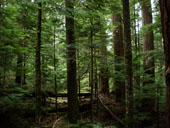 Asahel Curtis Nature Trail