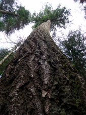 Asahel Curtis Nature Trail