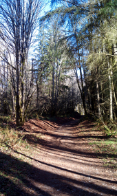 Cougar Mountain